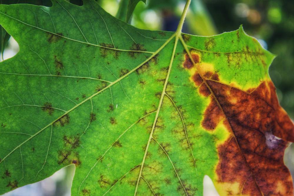 Weird Growths on Your Tree's Leaves