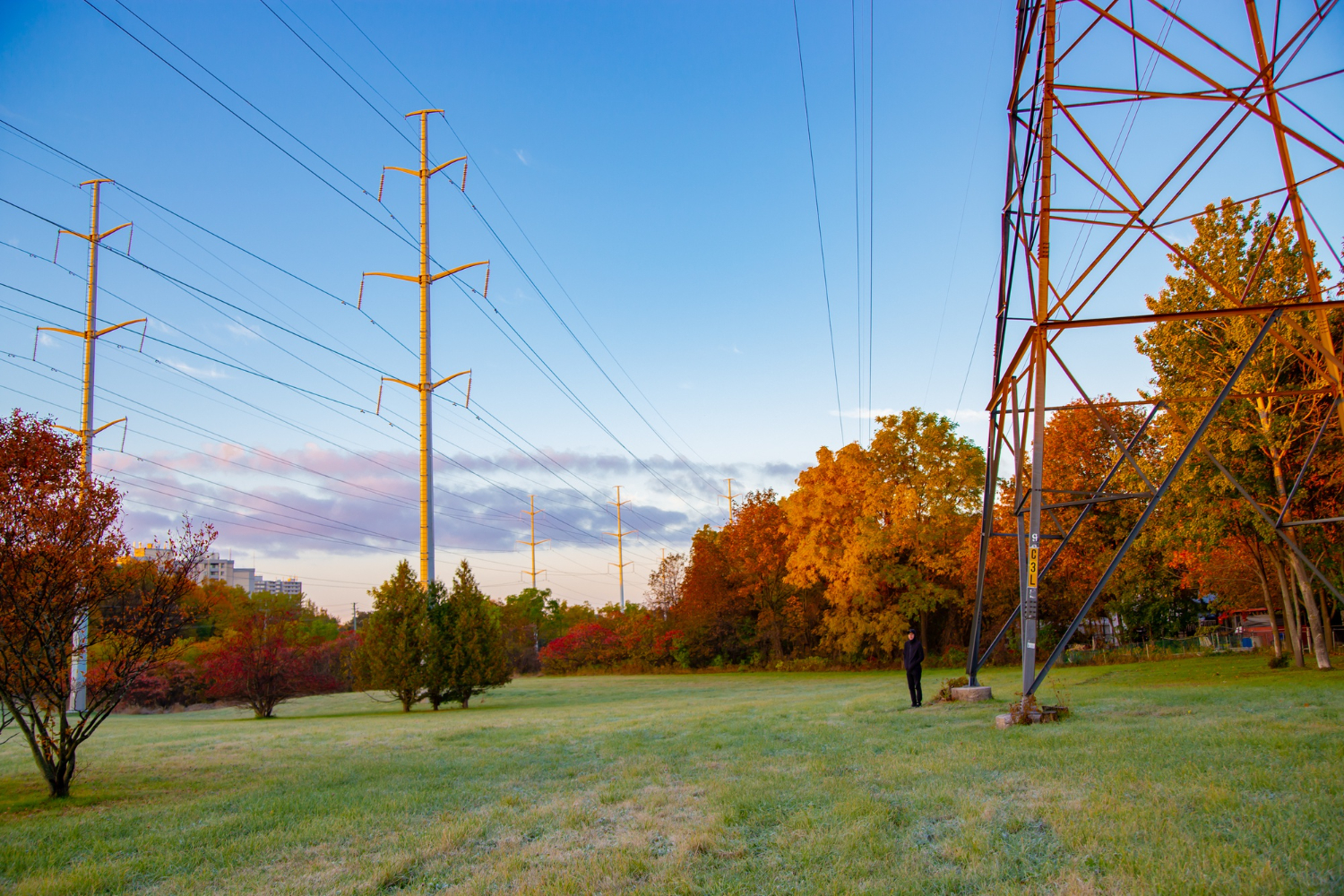 Who Is Responsible for Trees Around Power Lines?