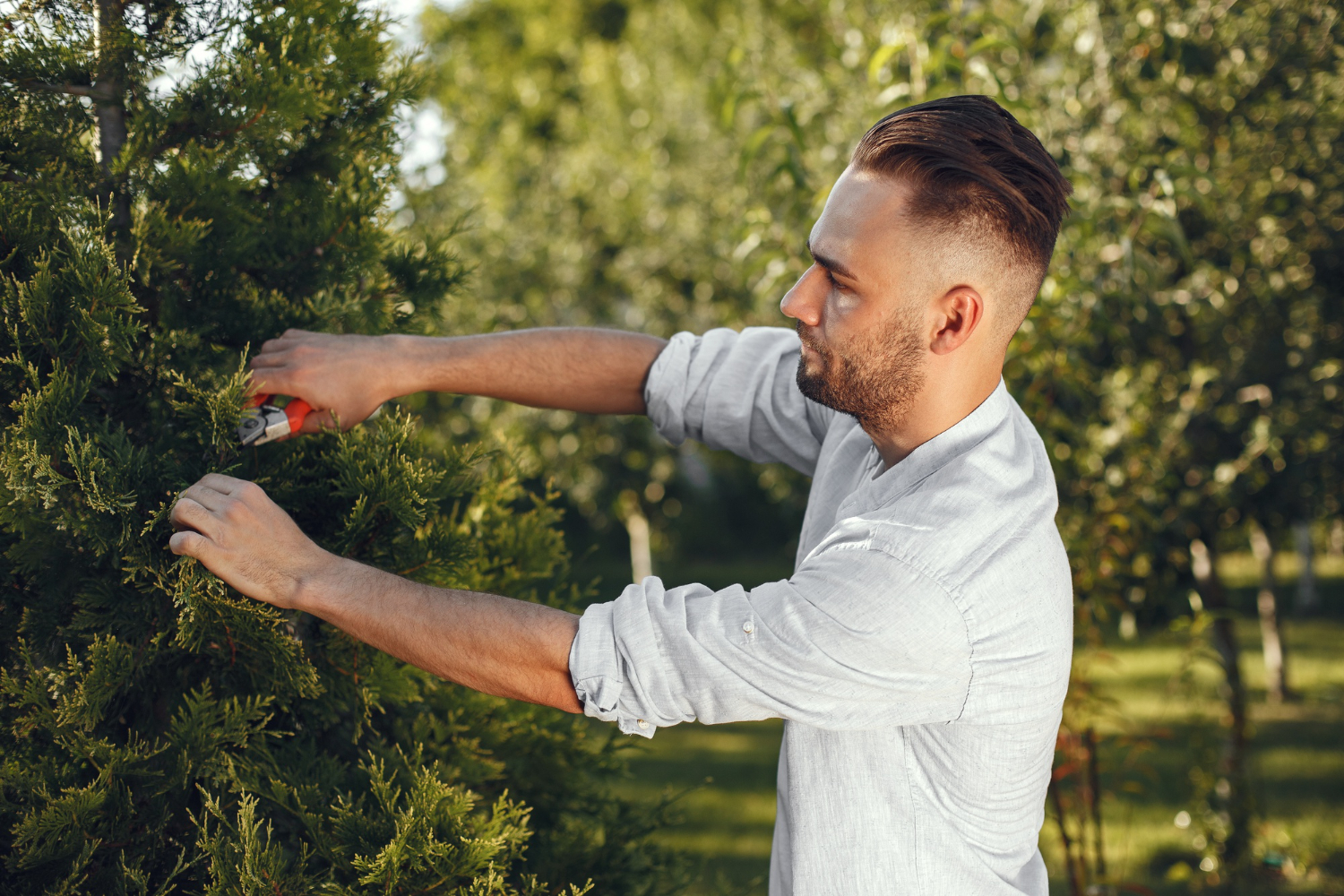 Guide Young Trees in the Right Direction with Trimming
