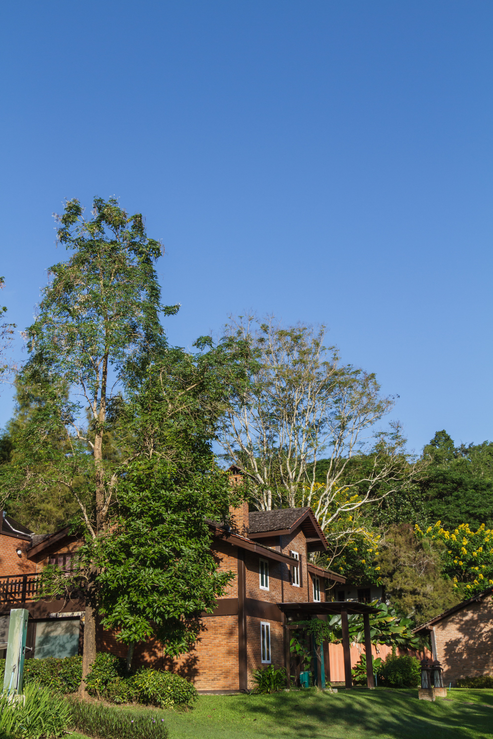 Four Ways Your Trees Can Affect the Value of Your House