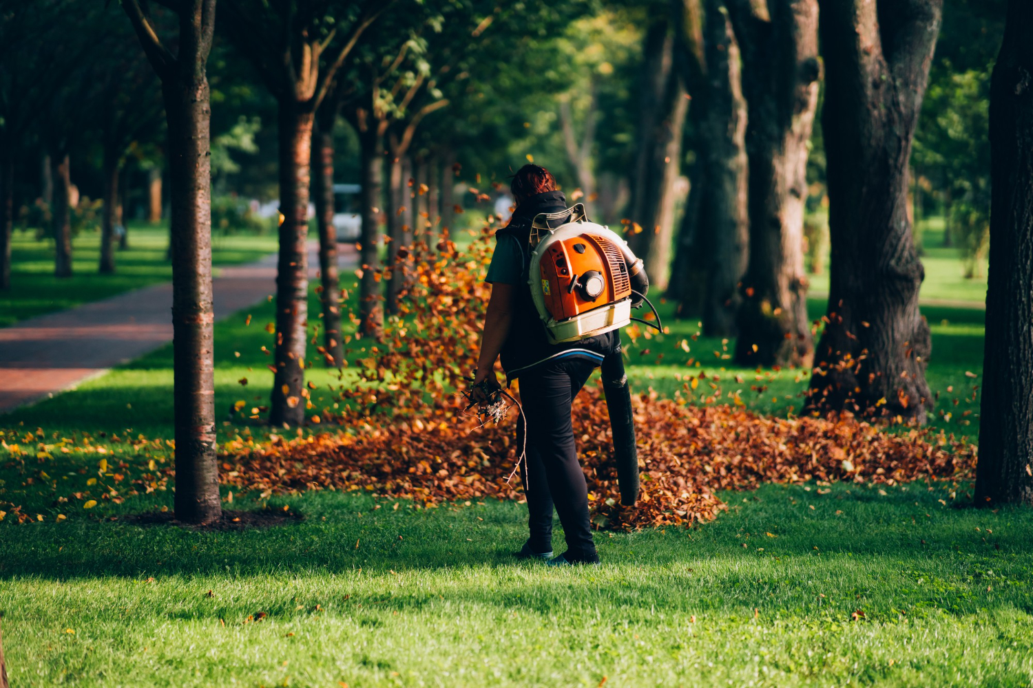Why Tree Care Matters: Protecting Your Property and the Environment