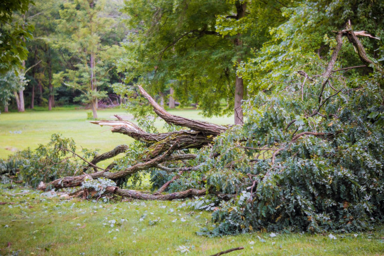 Don’t Wait for the Storm: Prevent Tree Damage Before It Happens