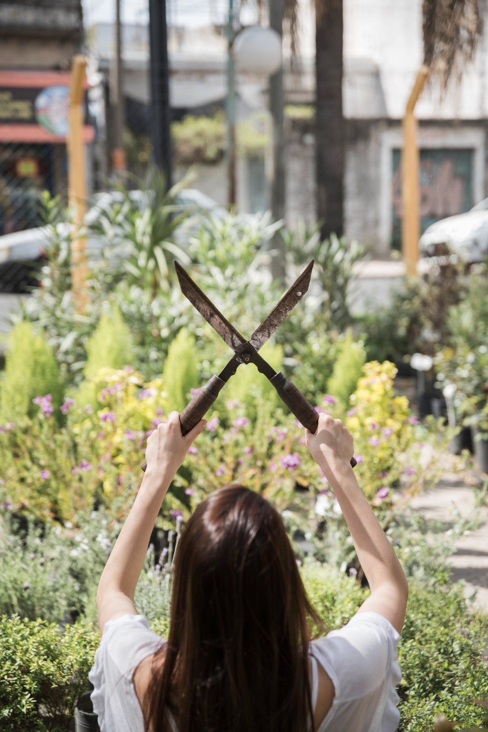 Summer Tree Care: When to Trim and When to Wait
