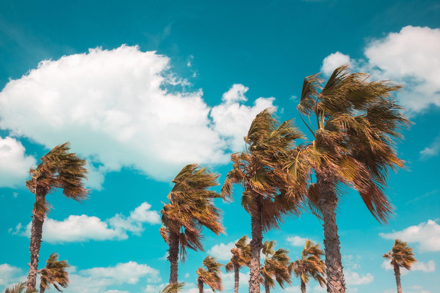 Preparing Your Trees for Hurricane Season: Prevention Tips