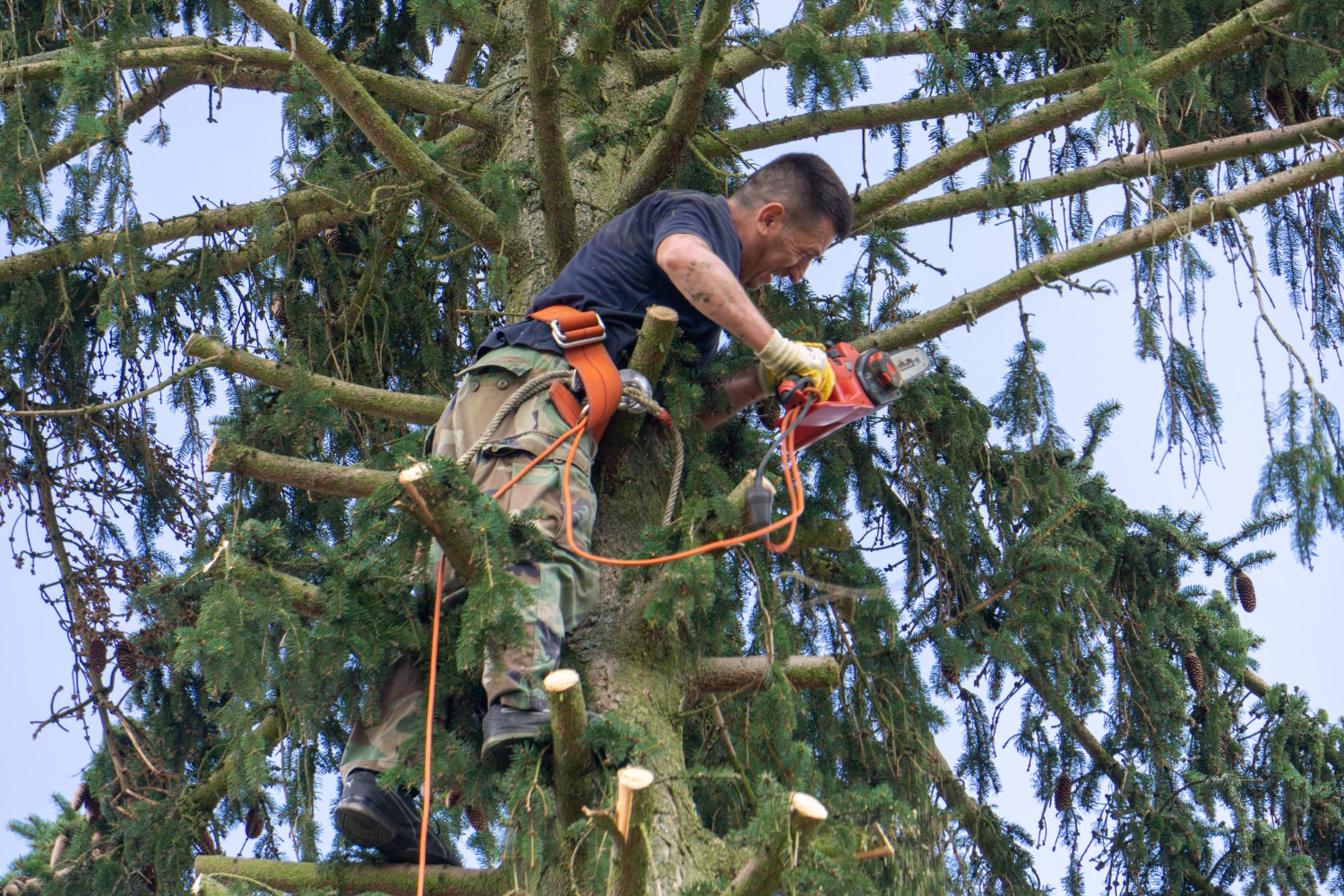 How Dangerous Is Tree Removal? Leave It to the Experts