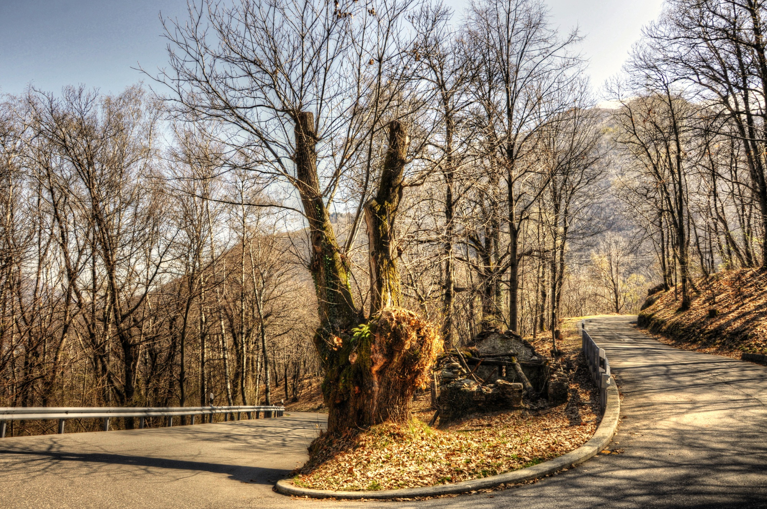 Tree Roots Cracking Your Driveway? Here's What You Can Do