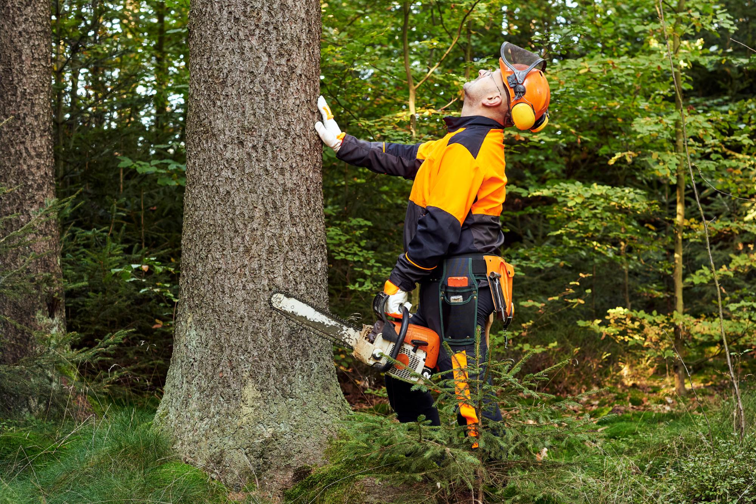 Yes, You Can Save That Tree! Here's When Removal Isn't the Answer