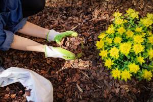 Is Organic Mulch Better for Your Trees?