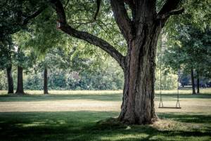 Arborist in Lilburn