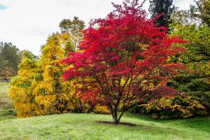 How to Trim a Japanese Maple?