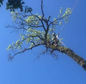 Arborist in Johns Creek