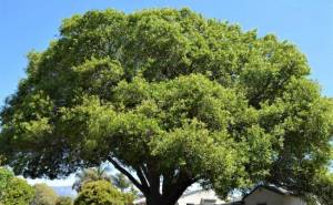 Common Trees in Georgia