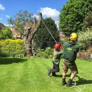 The Real Dangers of Hiring Unlicensed Tree Professionals