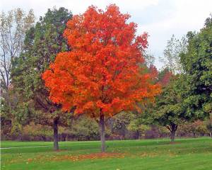 Can I Plant a Tree in Summer in Georgia?