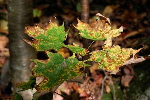 What is Making My Tree’s Leaves Turn Brown?