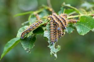 Tree Pests to Check in August