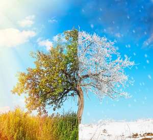  How Hot Weather Affects Your Tree