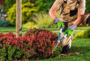  Trimming Tools You Should Have