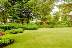 Tips to Choose a Tree For Your Landscape