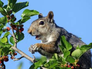 How to Protect Trees From Animals