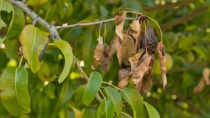 Fight Fire Blight with Pruning & Treatments