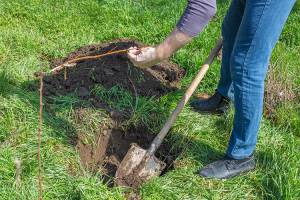 Transplanting Fruit Tree