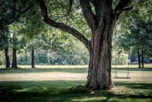6 Signs of Tree Problems to Look Out For