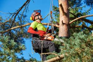 Tree Trimming and Pruning or Tree Removal Can Be Hazardous