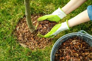 Everything You Ever Needed to Know About Mulch