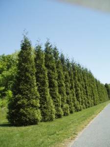 Best Time to Prune Evergreen Trees