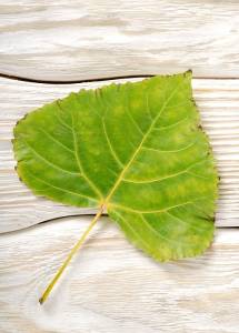 Should You Be Worried About Leaf Scars?