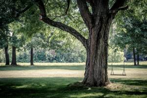 Taking Care of Your Trees During a Drought