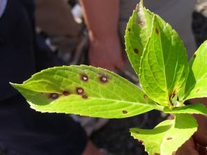 Causes of Brown or Black Spots on Tree Leaves