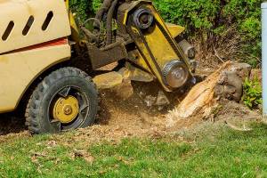 5 Important Reasons to Remove Tree Stumps