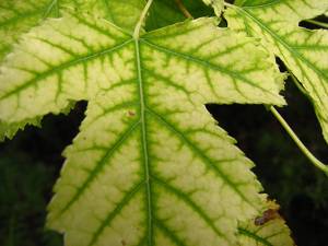 How to Prevent Iron Chlorosis in Trees