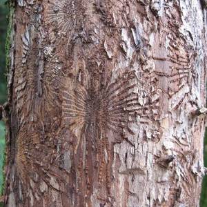 What You Need to Know About Dutch Elm Disease