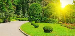 Best Fertilizers for Evergreen Trees