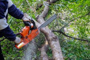 Can You Legally Cut Branches From Your Neighbor's Tree?