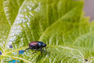 Common Pests That Plague Your Trees in the Winter