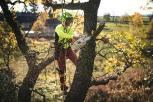 Can You Remove Trees and Stumps During Winter?