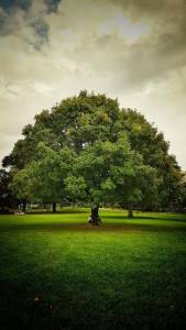 How Shade Trees Benefit Us
