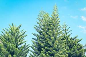 Choosing Evergreens for Your Landscape