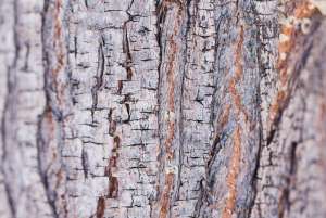 Trees That Shed Bark During Summer