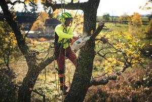 7 Reasons When I Should Cut Down My Tree?