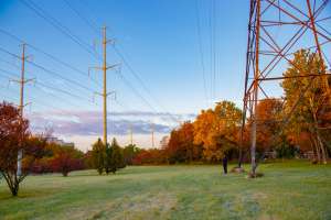 Who Is Responsible for Trees Around Power Lines?