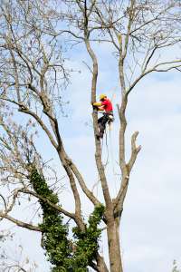 Tree Pruning Safety: Why It’s a Job Best Left to the Pros