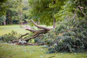 Don’t Wait for the Storm: Prevent Tree Damage Before It Happens