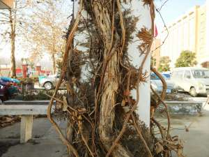 Signs of Tree Damage That Could Lead to an Emergency Removal