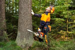 Yes, You Can Save That Tree! Here's When Removal Isn't the Answer
