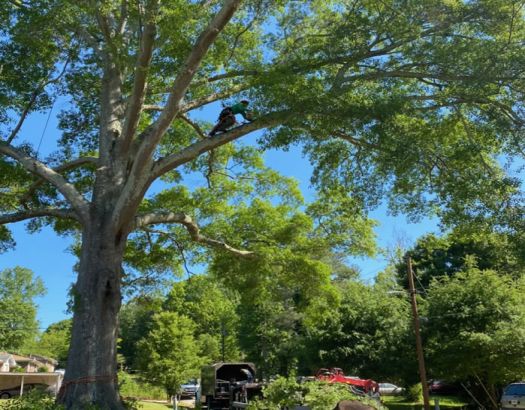 Emergency Tree Removal